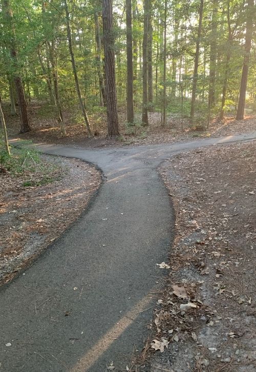 Chemin qui se sépare en deux dans une forêt